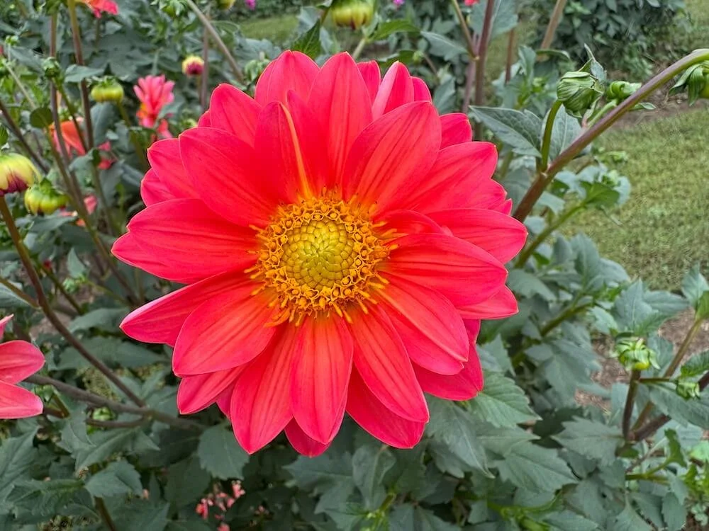テラミースプラッシュパルス2700 Dahlia 'Miraflores' (Miraflores Dahlia) — Northwest Blooms